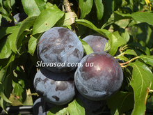 Блек Даймонд (Black Diamond) (алича)